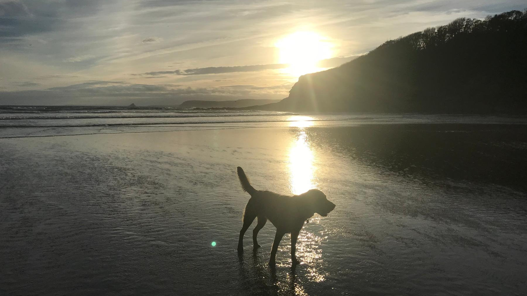 Beach Dog Season is Here