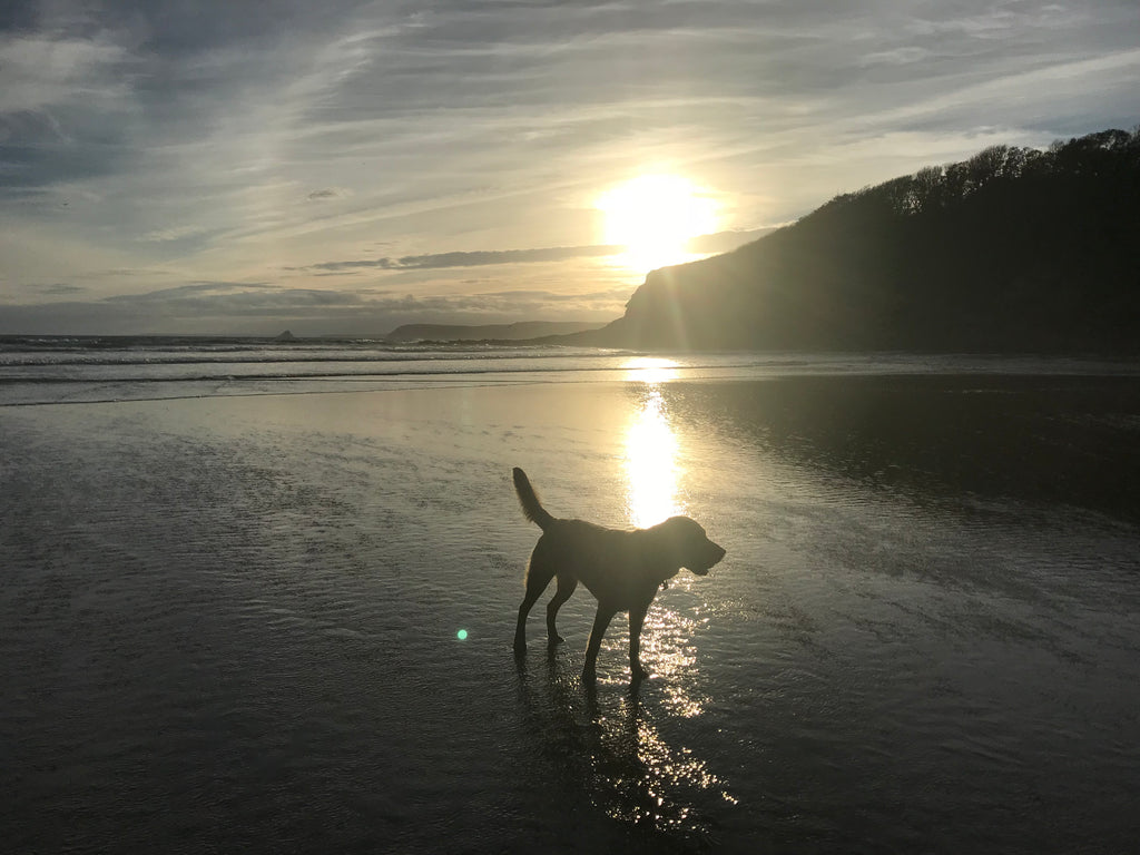 Beach Dog Season is Here