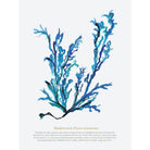 Bladderwrack Seaweed Art, Coastal Watercolour Print-SeaKisses