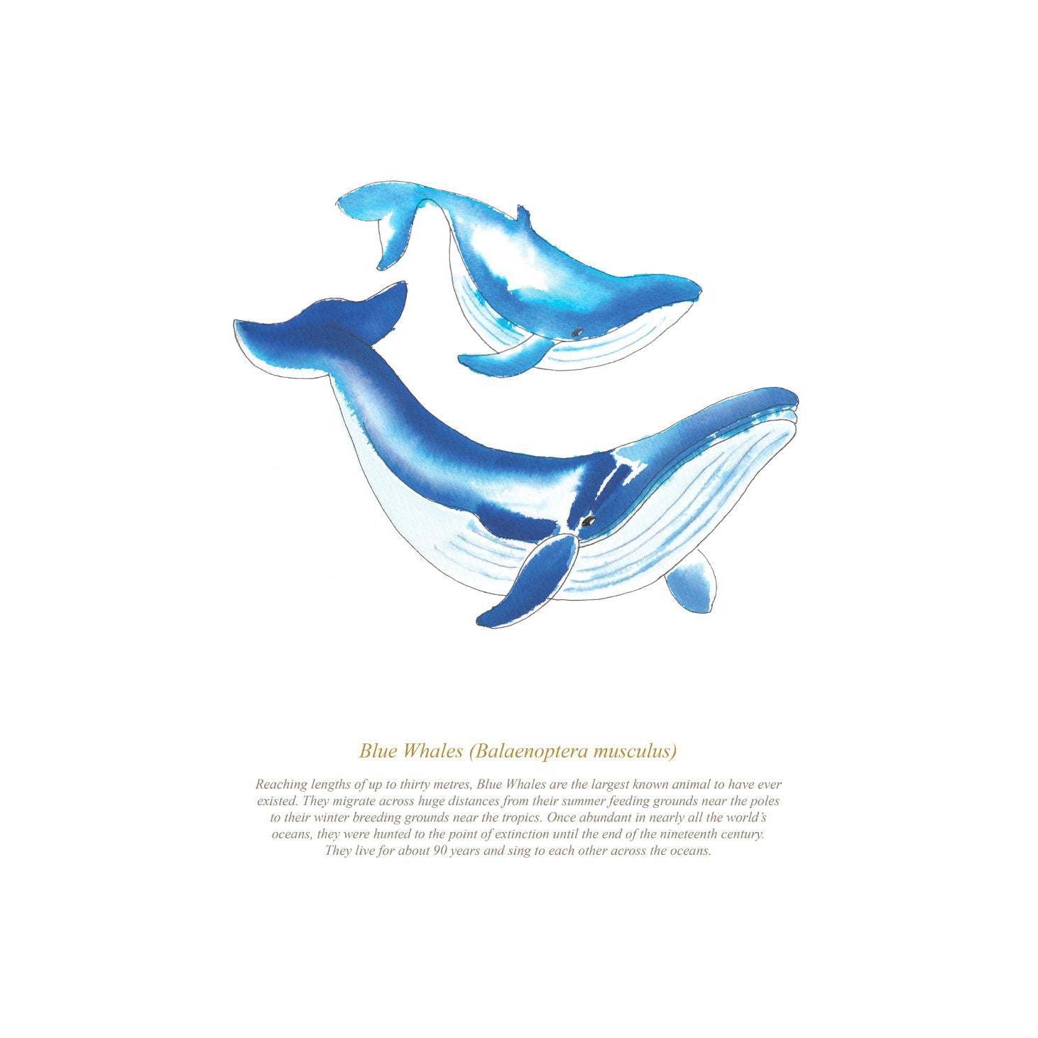 Blue Whales Coastal Art Print-SeaKisses