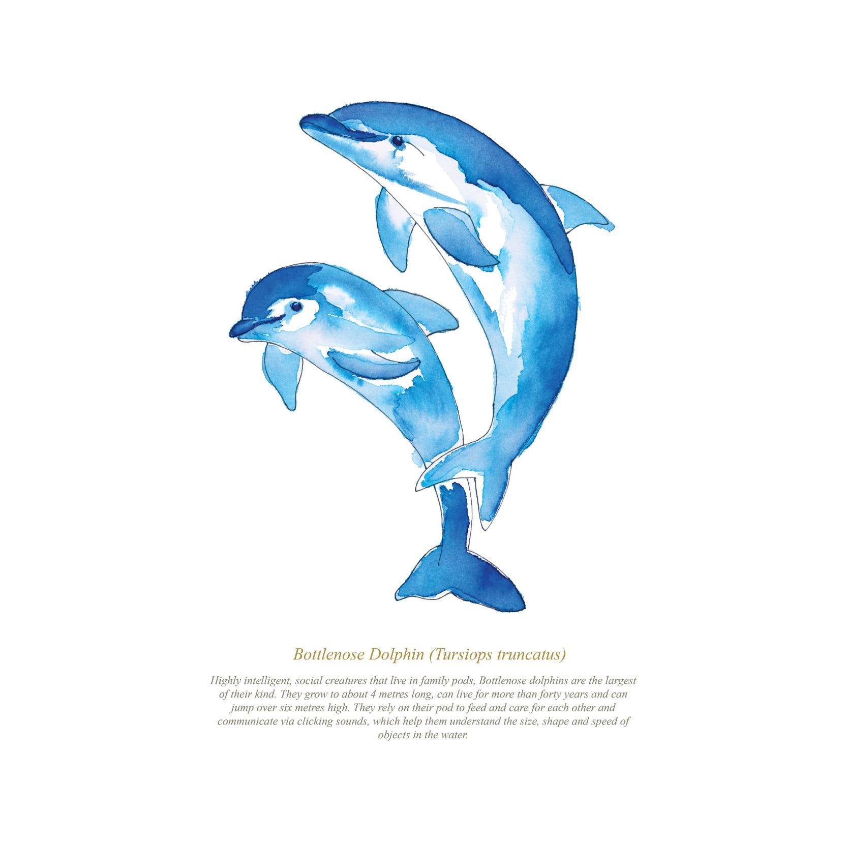 Dolphin Coastal Art Print-SeaKisses