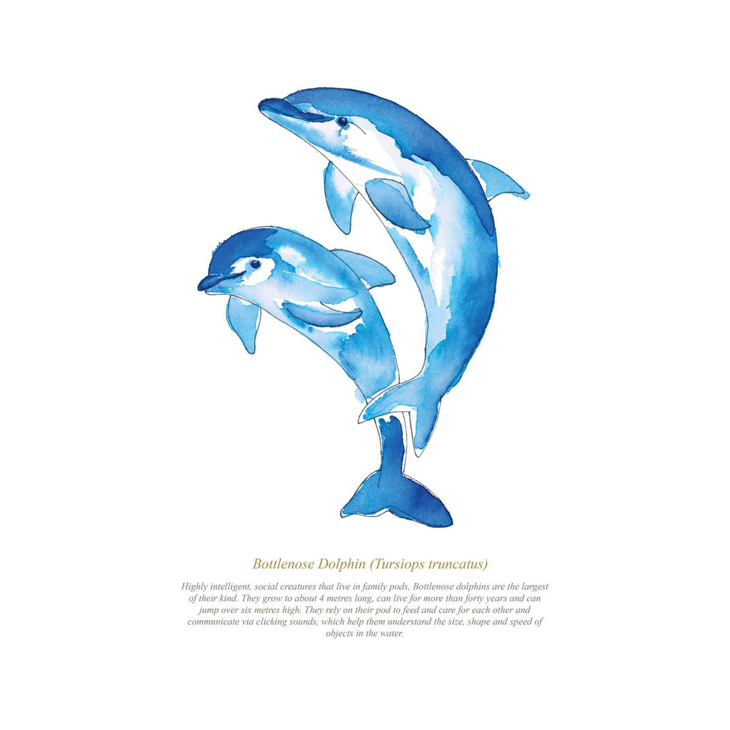 Dolphin Watercolour Print-SeaKisses