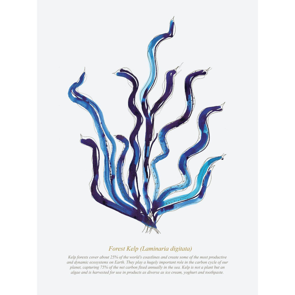 Forest Kelp Watercolour Print-SeaKisses