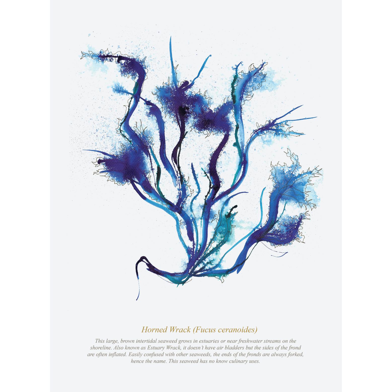 Horned Wrack Seaweed, Coastal Watercolour Print-SeaKisses