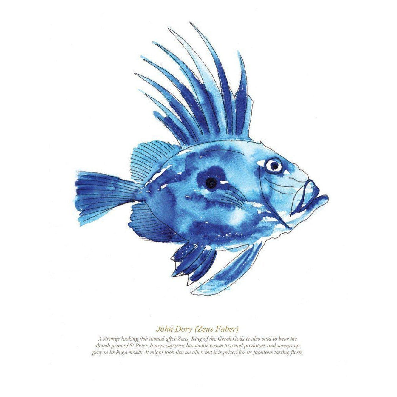 John Dory Watercolour Art Print-SeaKisses