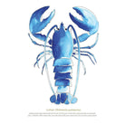 Lobster Watercolour Print-SeaKisses