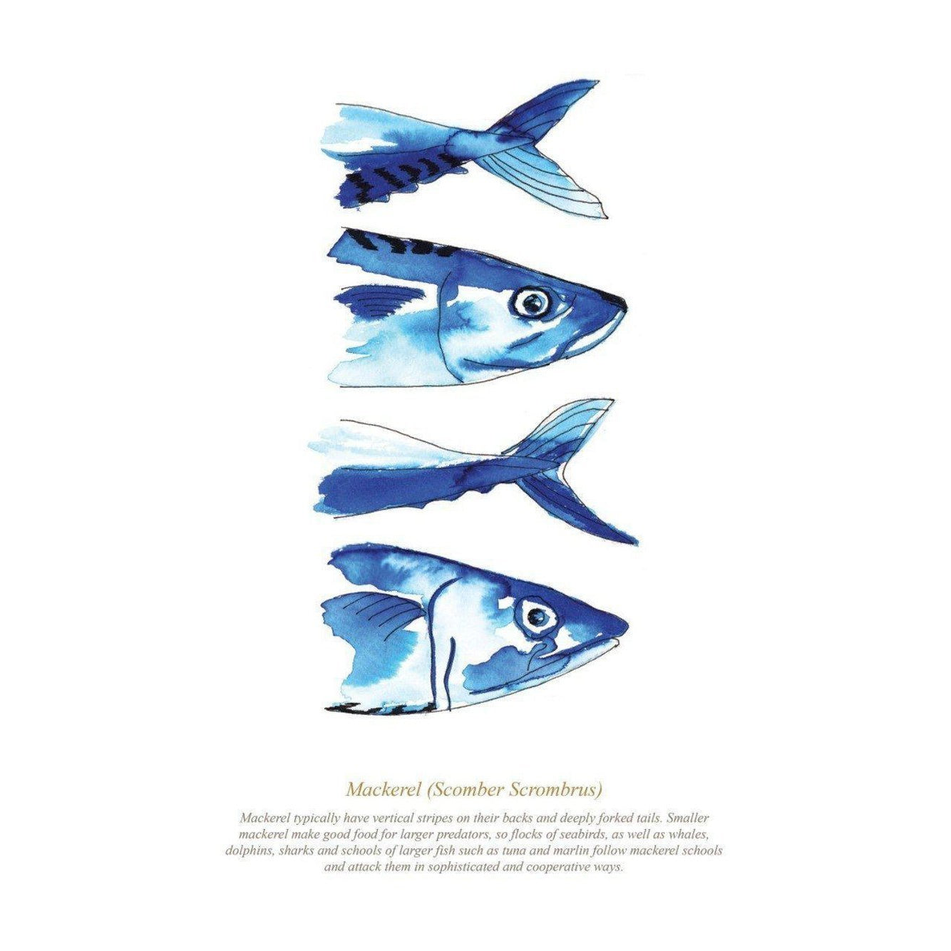 Mackerel Watercolour Art Print-SeaKisses