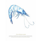 Prawn Watercolour Print-SeaKisses