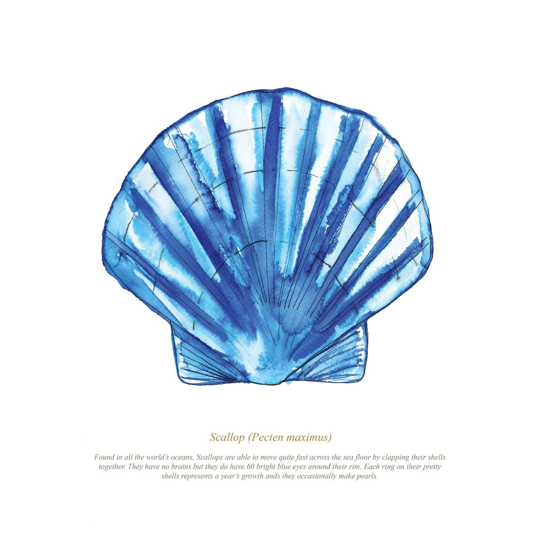 Scallop Watercolour Print-SeaKisses